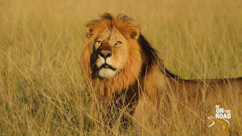 Special Lion Moments from Maasai Mara - 1