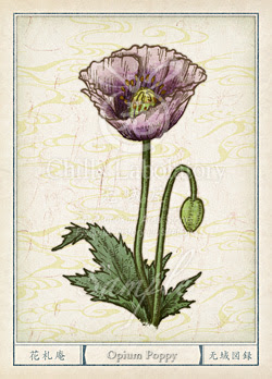 ケシ 芥子 の花言葉 誕生花 イラスト チルの工房 无域屋 花札庵