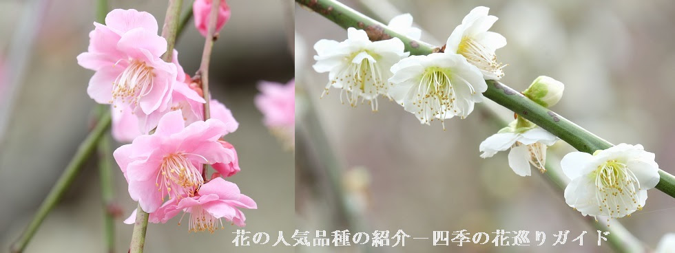 梅 花の人気品種の紹介