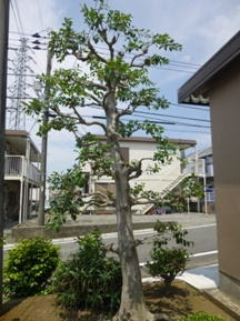 剪定例 クロガネモチ