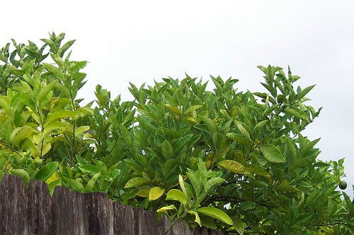 Citrus Fresh