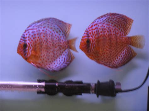 Say that the fish has been inbred too much or genetically weak. More on Sexing Discus Fish | Discus.com