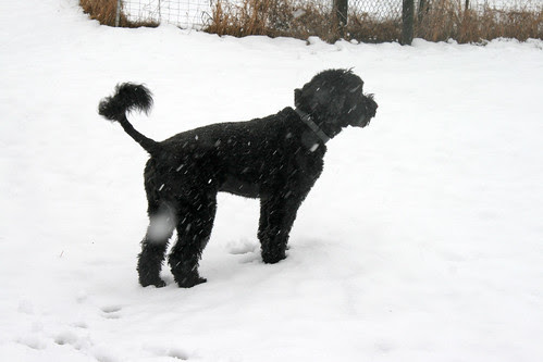skippy in the snow 006