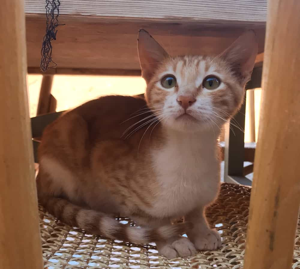 cats of Jordan