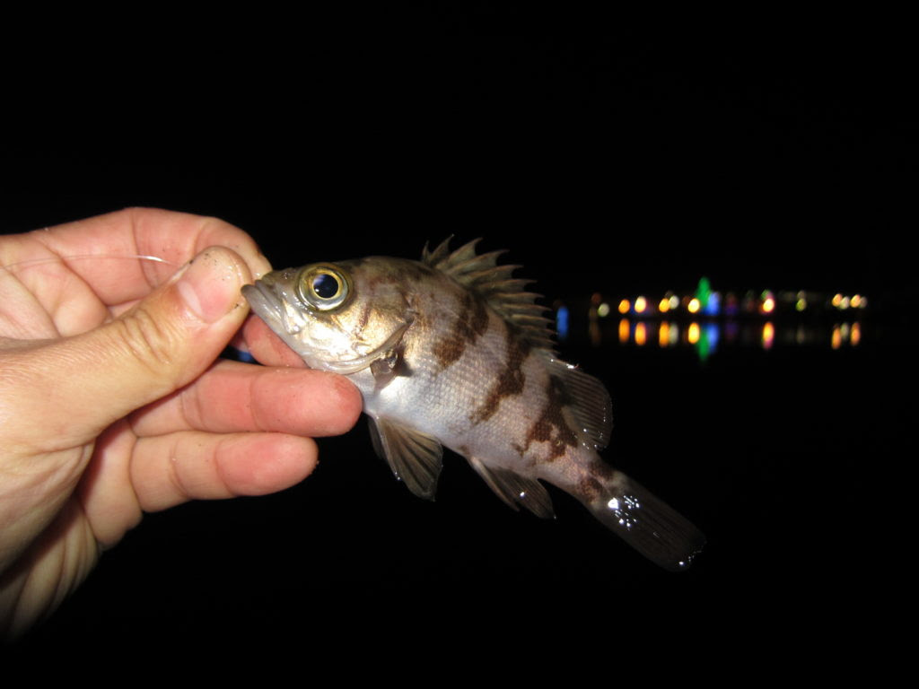 釣り ページ 9 ほぼ日釣り日記 宮城