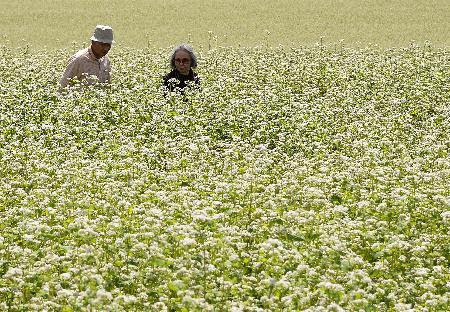 畑一面ソバの花のじゅうたん 北海道 幌加内で見頃 満開となり 畑を埋め尽くすソバの白い花 ６日 北海道幌加内町 四国新聞社