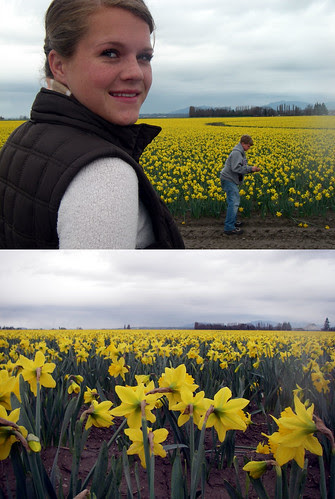 La Conner Daffodils