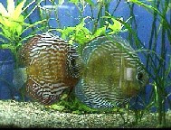 水生生物の飼育環境を考える ディスカス飼育