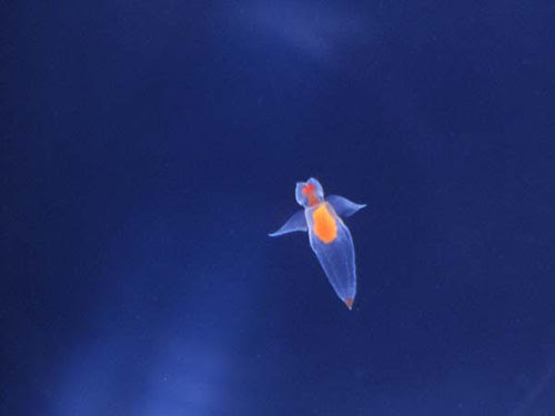 流氷の天使 クリオネのかわいい高画質な画像 壁紙 写真まとめサイト Pictas