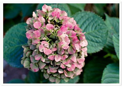 Fall Pink Hydrangea