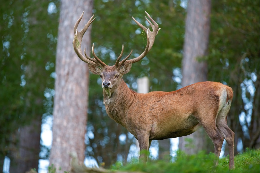 Cerf Elaphus