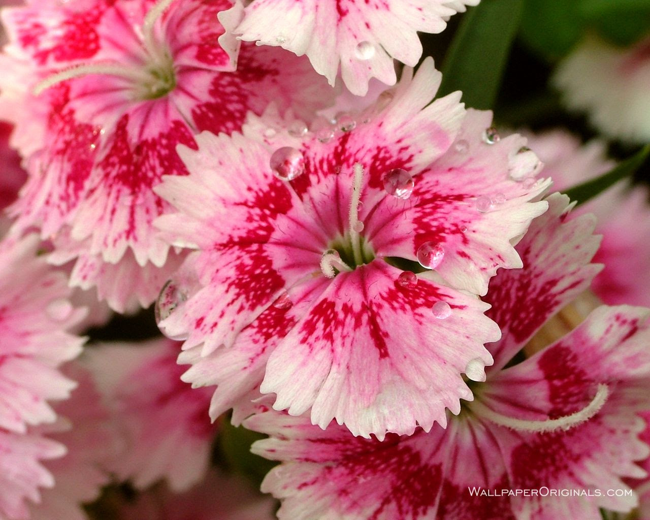 Summer Flower Backgrounds - Wallpaper Cave