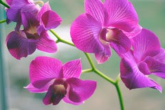 orchid den tanida 019