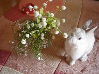 野の花うさぎ うさぎのぎんぼう 楽天ブログ