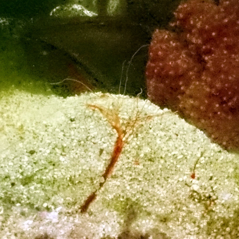 妄想アクアリウム ジュズベリヒトデ