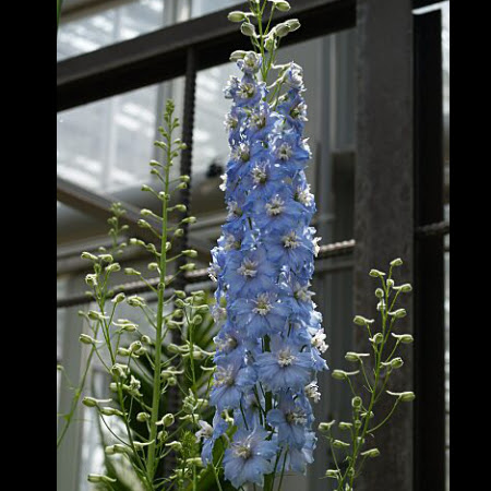 デルフィニウムとは ヤサシイエンゲイ