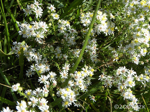 DSCN2003 tiny wild Asters
