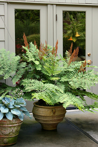 osmunda regalis in a pot