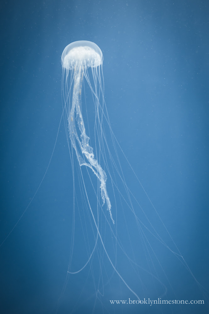 JellyfishOriginal2wm20140308