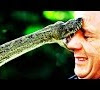Giftigste Schlange Der Welt Top 10 - Giftigste Schlange der Welt - Taipan Gift Wirkung - YouTube / Der inlandtaipan diese schlange kann bis zum 110 mg gift pro biss abgegeben.