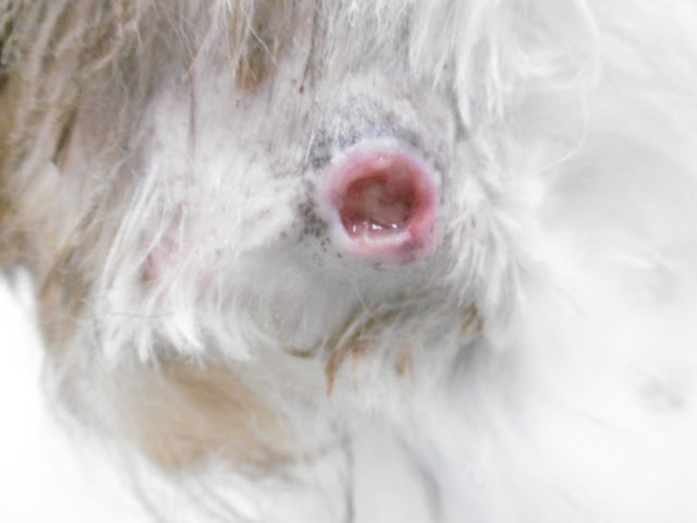 犬の褥瘡 傷口 の治療 はごろも動物病院