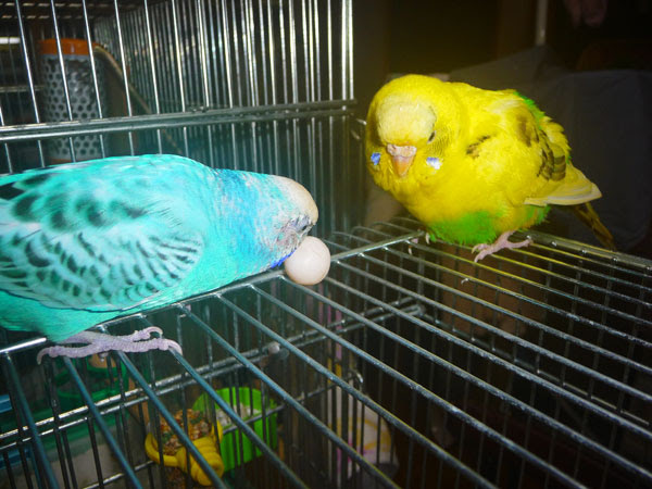 ピッコ１号ちゃん卵を生む セキセイインコ卵管脱に お気楽 魚沼人08