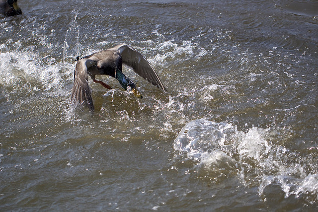 duck fight - angry mallard
