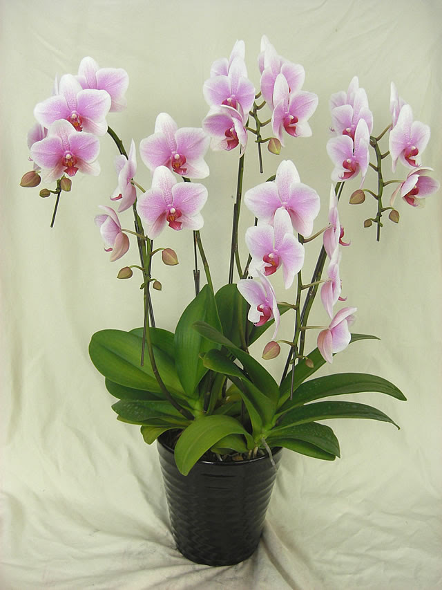 胡蝶蘭 いろいろな種類 ピンク系