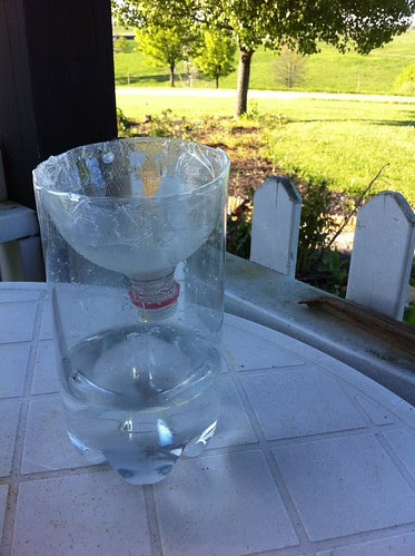 Wasp trap