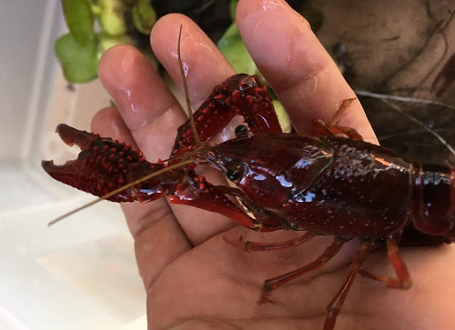 釣餌用活ザリガニをネット通販で買ってみた
