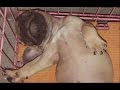 French Bulldog Với Mèo Chung Một Nhà Và Cái Kết Cho Một Cuộc Tình