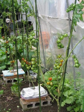 水耕栽培ミニトマト 中玉トマトの白カビの病気 水耕栽培のすすめ いつでもレタス 楽天ブログ