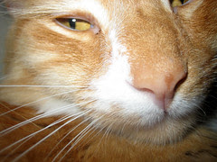 canon digital cameras