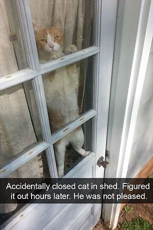 Cat owners share photos of their felines misbehaving 