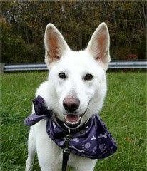 tala from petfinder 01