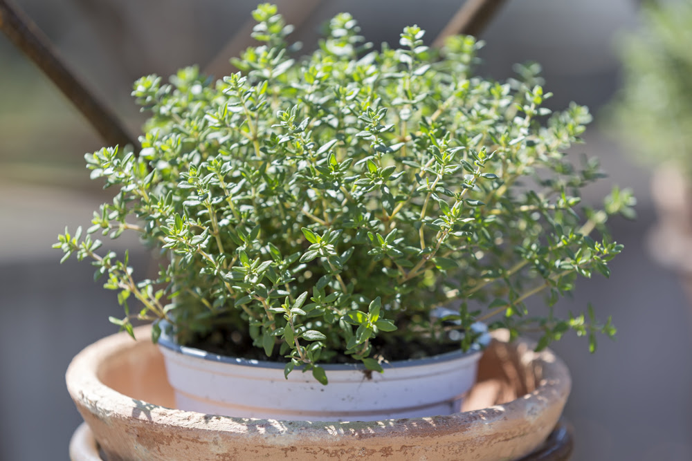 植物の大きさに合った植木鉢のサイズとは 植木鉢の選び方 植木鉢ナビ