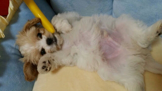 犬のおへそはどこにある 出べそになっているのはなぜ 犬の総合情報サイト ペットスマイルニュースforワンちゃん