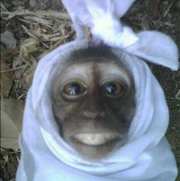 13+ Terpopuler Gambar Hantu Yang Lucu