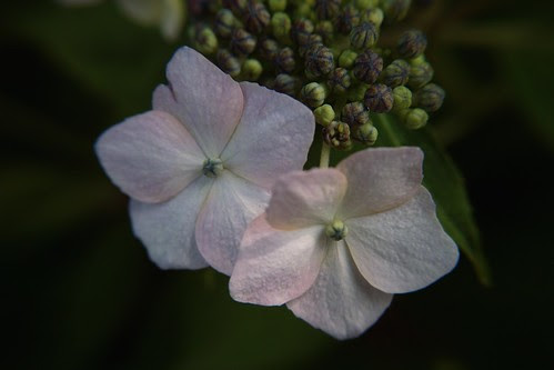 SDIM2356
