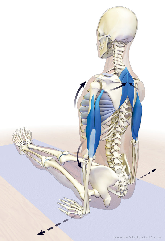 accessory muscles of breathing in dandasana