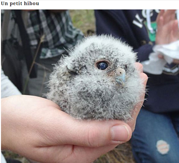 Mignon Bebe Hibou