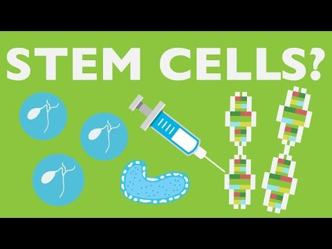 What Can Stem Cells Do?