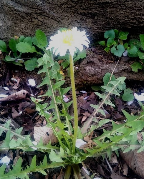 タンポポ たんぽぽ 蒲公英 の花言葉 花言葉事典