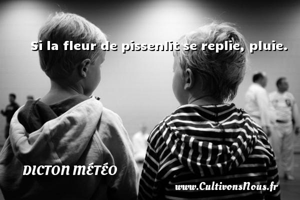 Si La Fleur De Pissenlit Se Replie Pluie Un Dicton Sur La Meteo