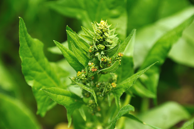 ほうれん草の花ってどんなの 花言葉は 健康 活力 伝えるwebログ