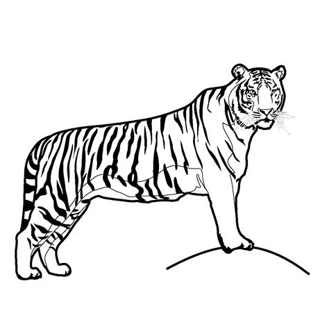 Thank you for visiting our tiger coloring pages. free printable tiger coloring pages for kids