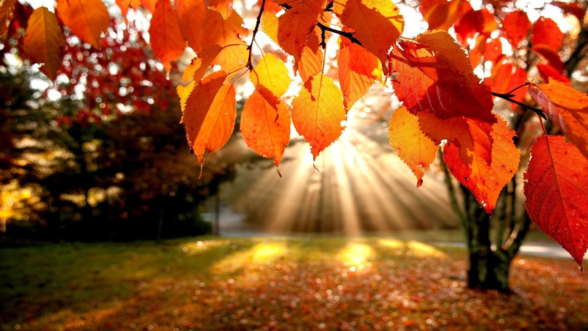 Autumn Leaves Photo Widescreen Autumn Leaves Wallpaper 4764