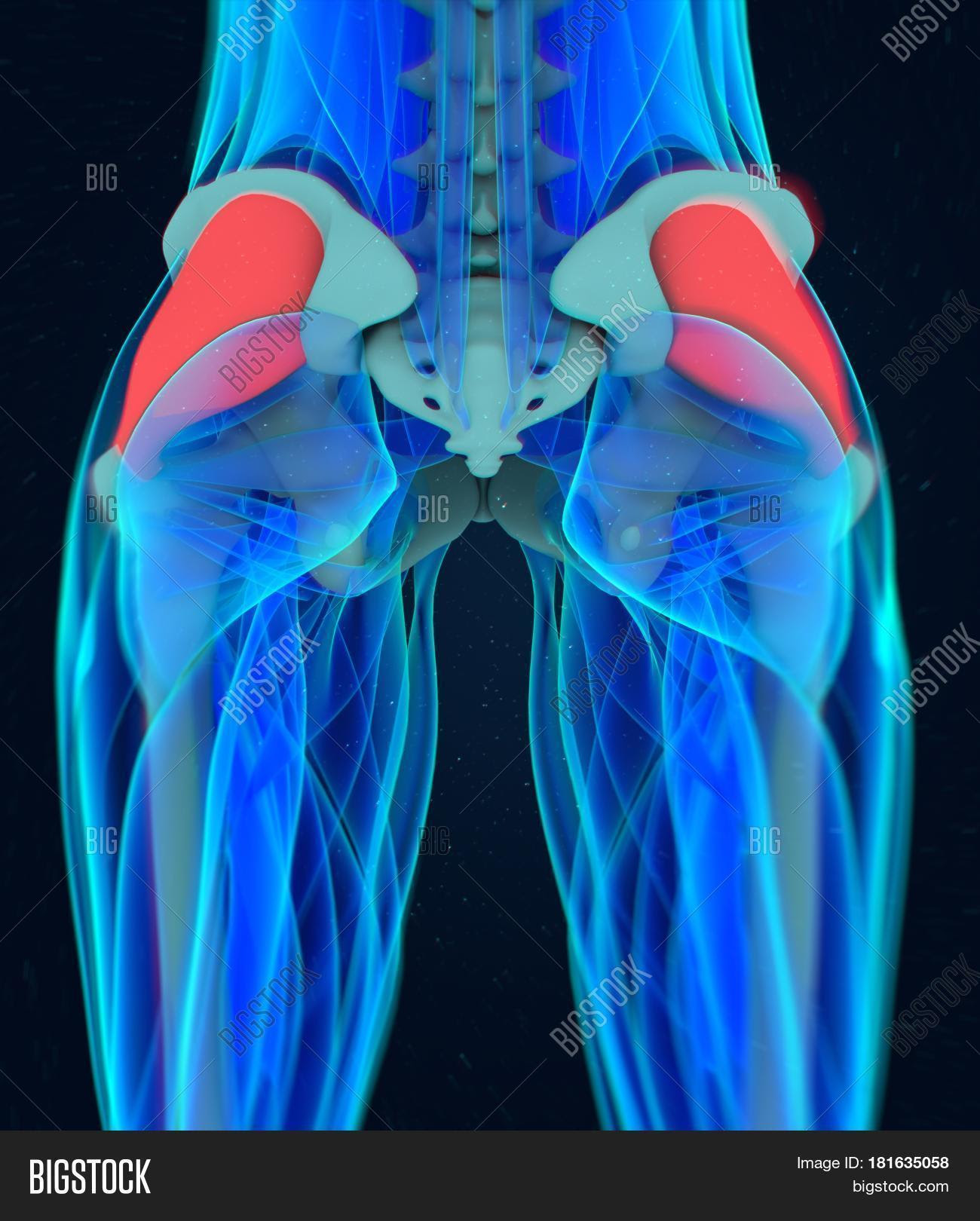 Gluteus Medius. Female Anatomy Hip Image & Photo | Bigstock
