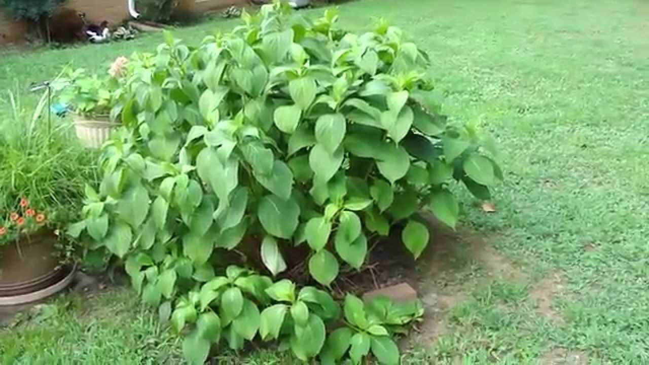 HOW TO PLANT AND ROOT THE BEAUTIFUL HYDRANGEA AND HOSTA TO SAVE LOTS 