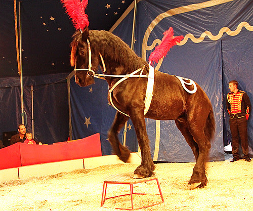 Circus8